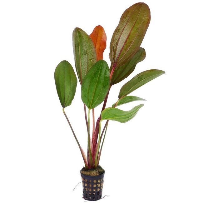 Echinodorus 'Hot Pepper'