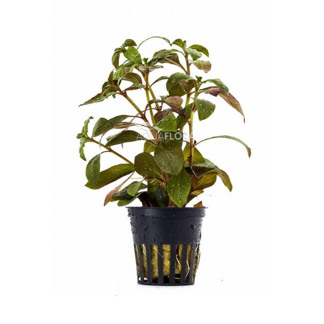 Ludwigia Glandiosa 'Mesacana'