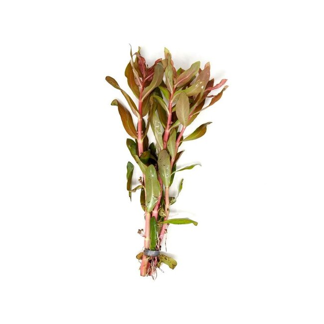 Ammania Senegalensis