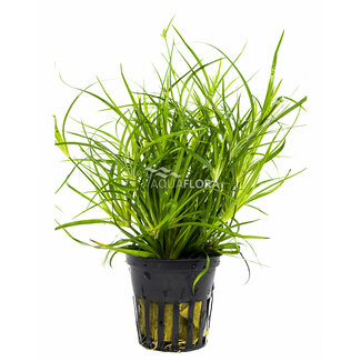 Juncus repens