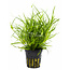 Juncus repens