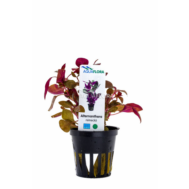 Alternanthera Reineckii