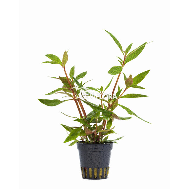 Alternanthera reineckii 'Mini'