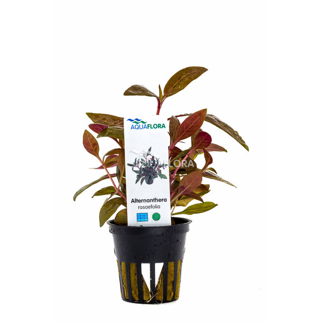 Alternanthera Reineckii 'Rosaefolia'