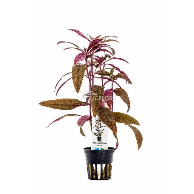 Alternanthera Sessilis