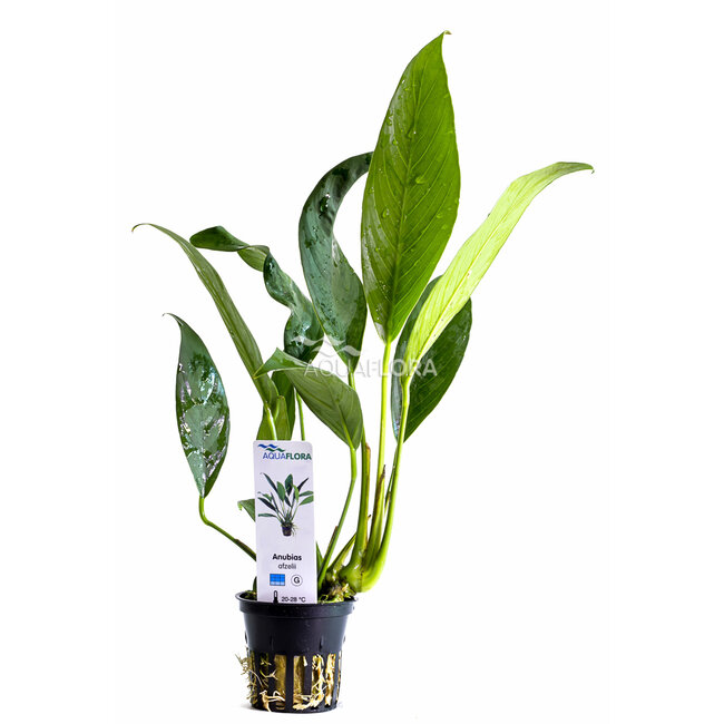 Anubias Afzeli