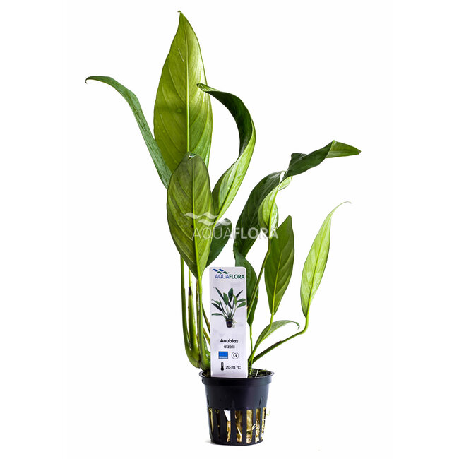 Anubias Afzeli