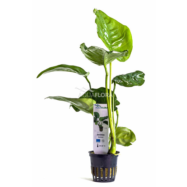 Anubias Barteri var. Barteri
