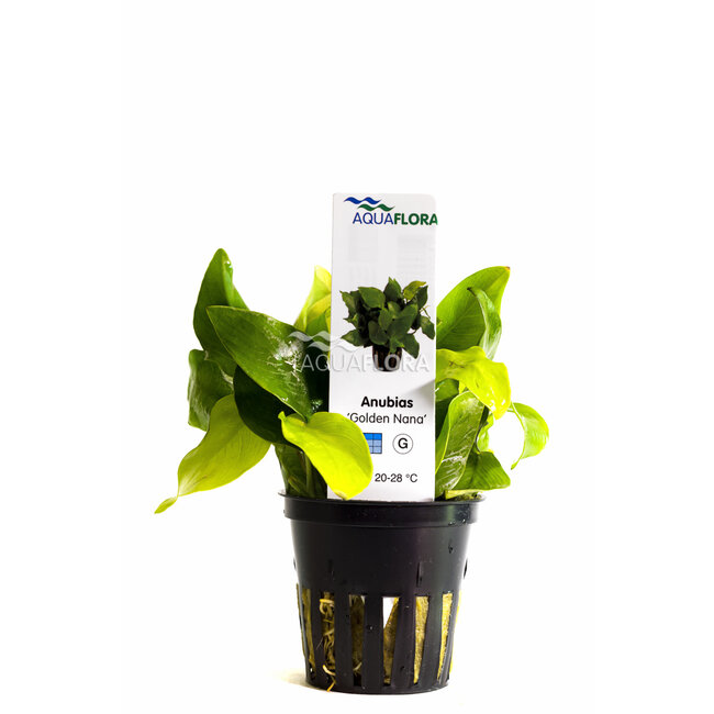 Anubias Nana 'Golden'