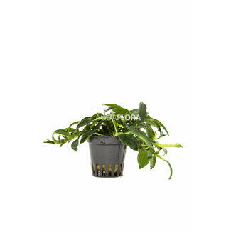 Aquaflora Anubias Paxing