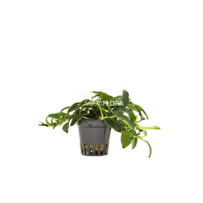 Anubias Nana Paxing