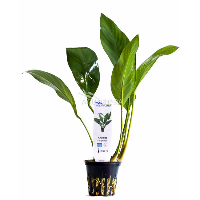Anubias Congensis