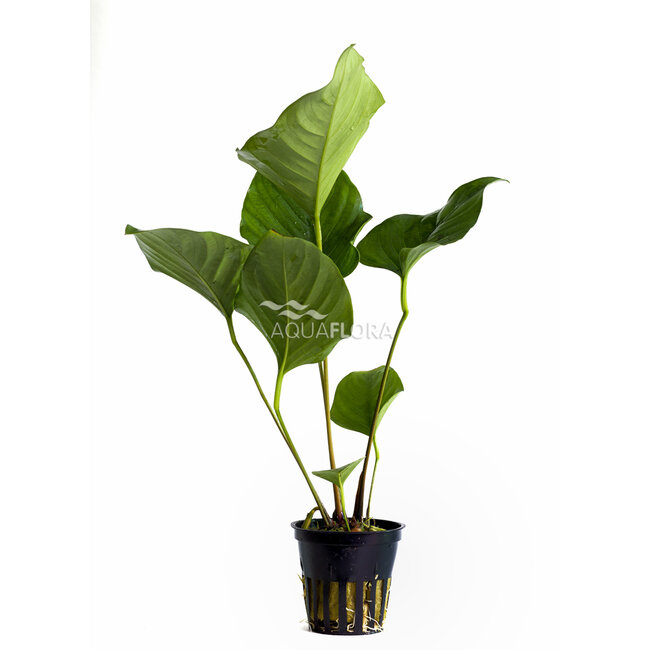 Anubias Hastifolia