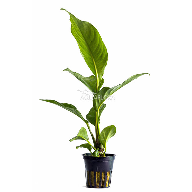 Anubias Heterophylla