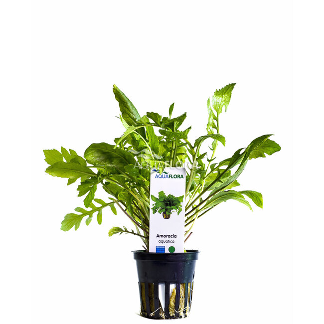 Amoracia Aquatica - Rorippa aquatica