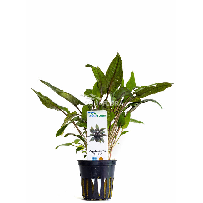 Cryptocoryne Wendtii 'Tropica'