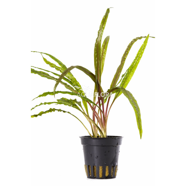 Cryptocoryne Crispatula