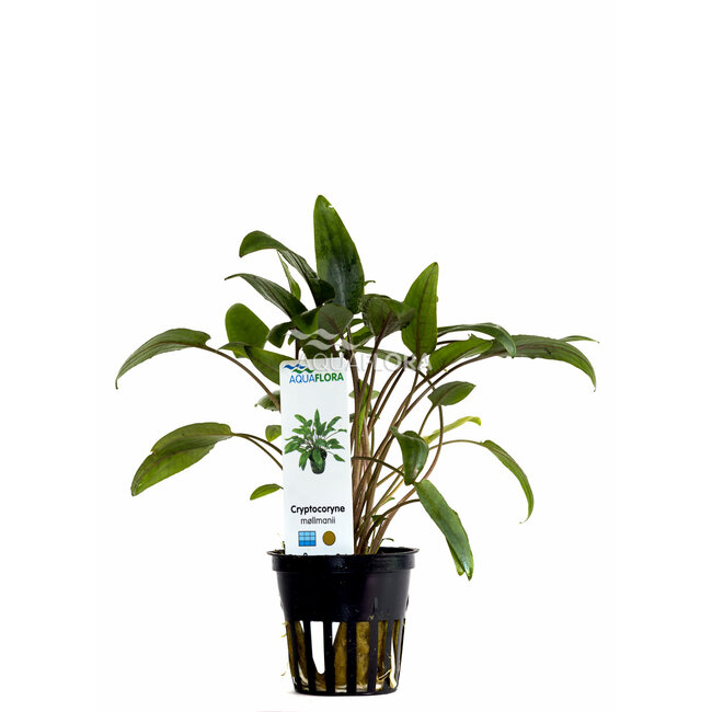 Cryptocoryne Mollmanii