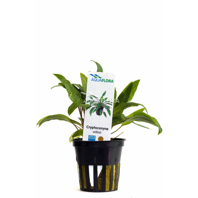 Cryptocoryne x Willisii