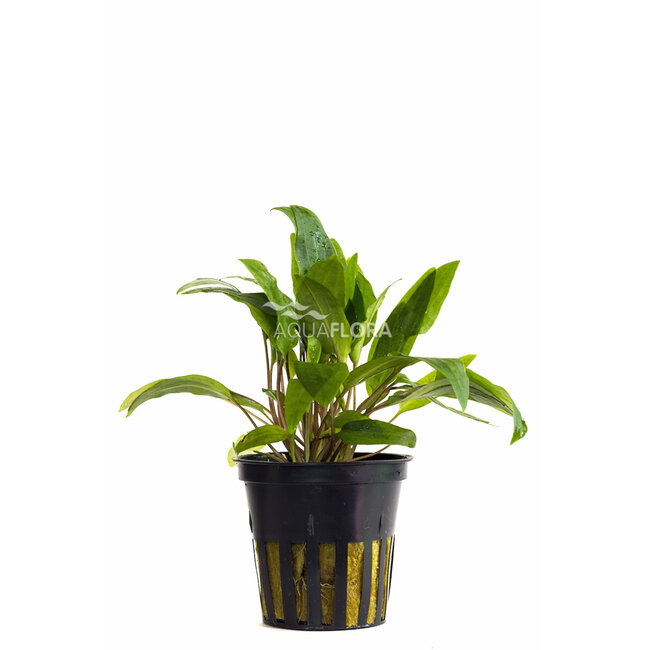 Cryptocoryne x Willisii