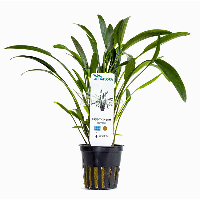 Cryptocoryne Nevellii