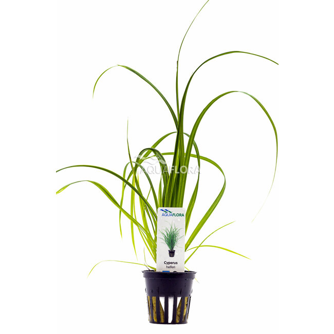 Cyperus Helferi