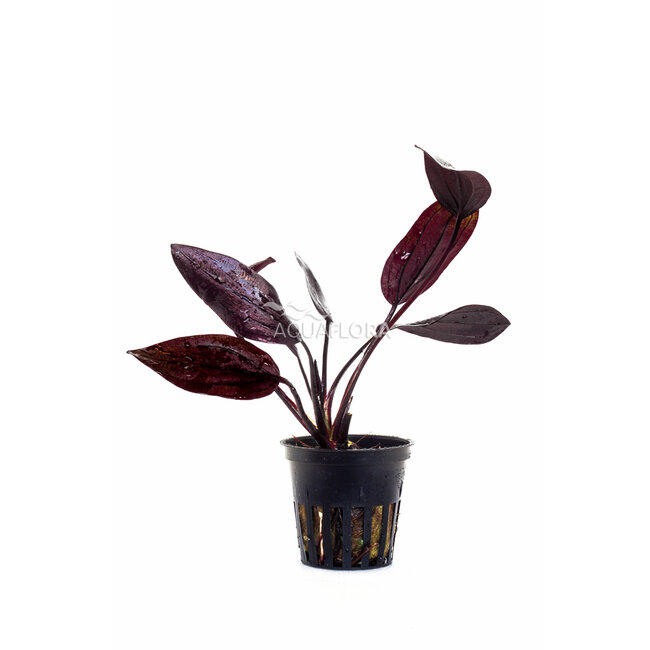 Echinodorus 'Aflame'