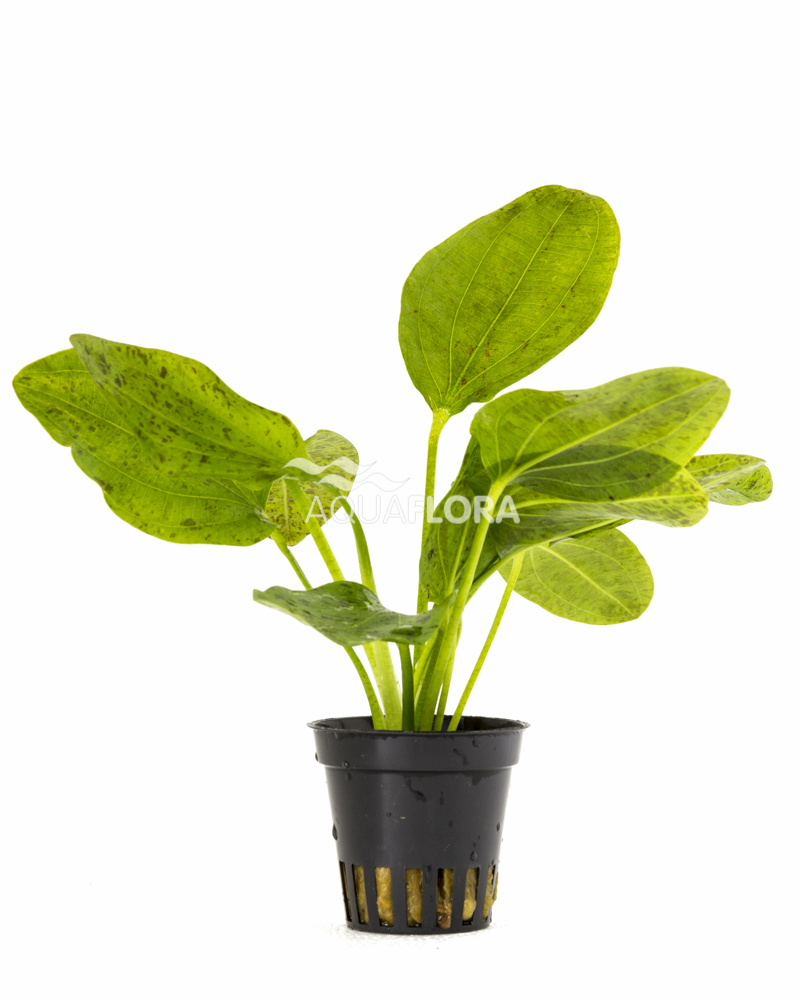 Echinodorus Ozelot Grün Aquariumpflanze - Gefleckte Schwertpflanze Fürs Aquarium