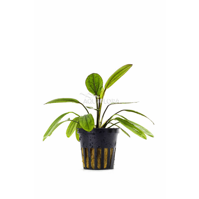 Echinodorus 'Red Diamond'