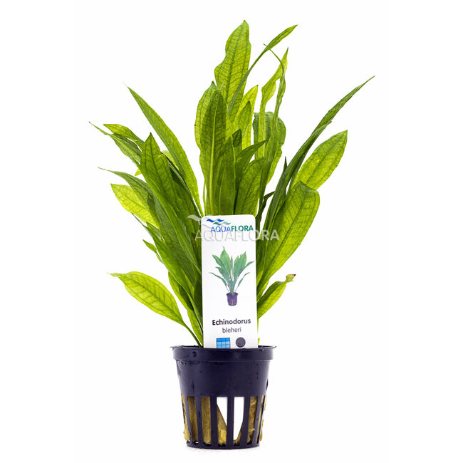 Echinodorus Bleheri