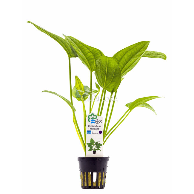 Echinodorus Radicans