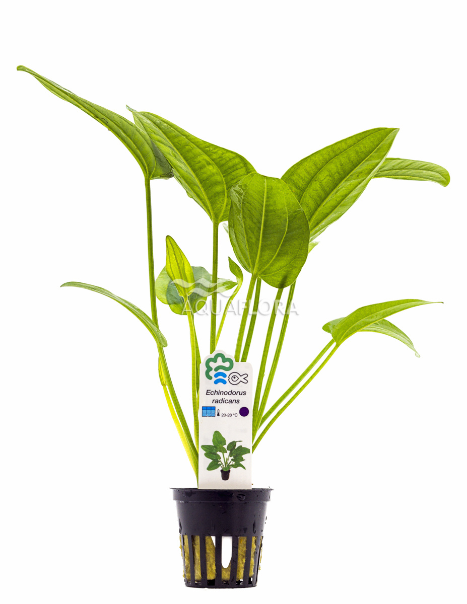 Echinodorus Radicans - Aqua Natura