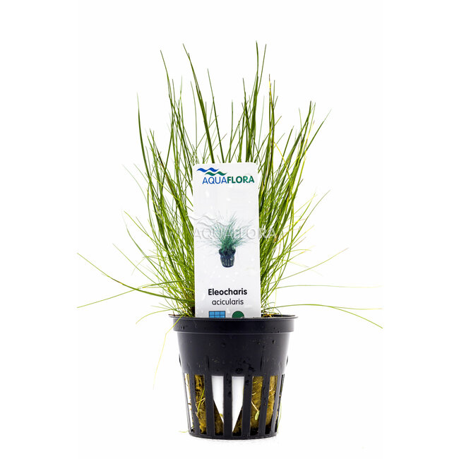 Naaldgras - Eleocharis Acicularis