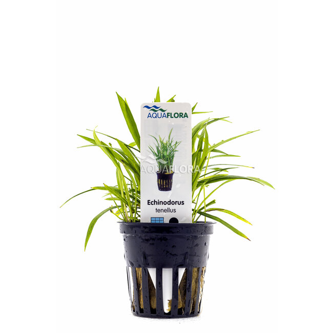 Helanthium tenellum 'Green'