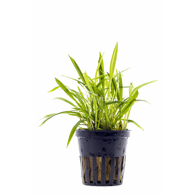 Helanthium tenellum 'Green'