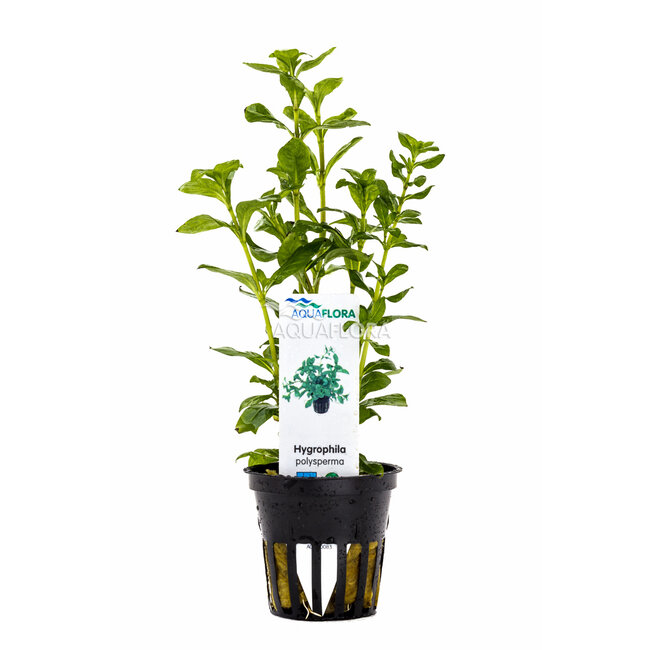 Hygrophila Polysperma