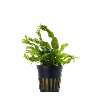 Microsorum pteropus 'Windelov'