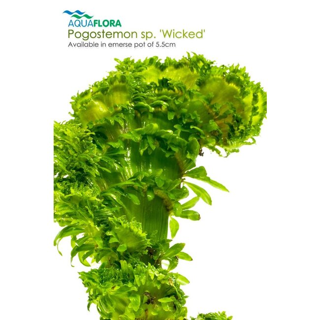 Pogostemon sp. 'Wicked'