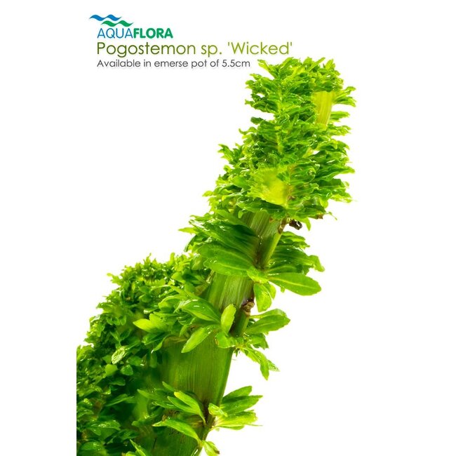 Pogostemon sp. 'Wicked'