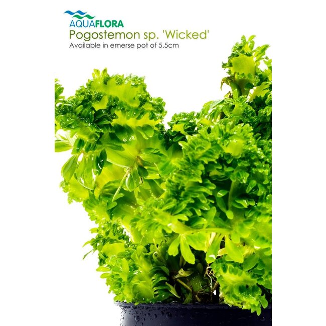 Pogostemon sp. 'Wicked'