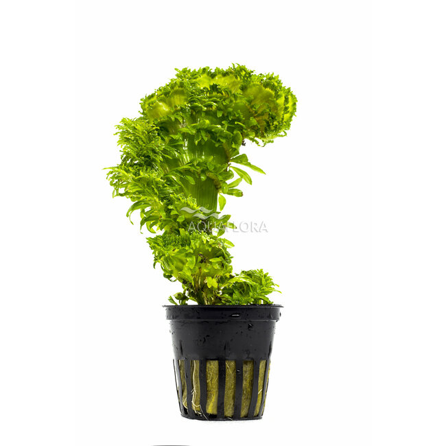 Pogostemon sp. 'Wicked'