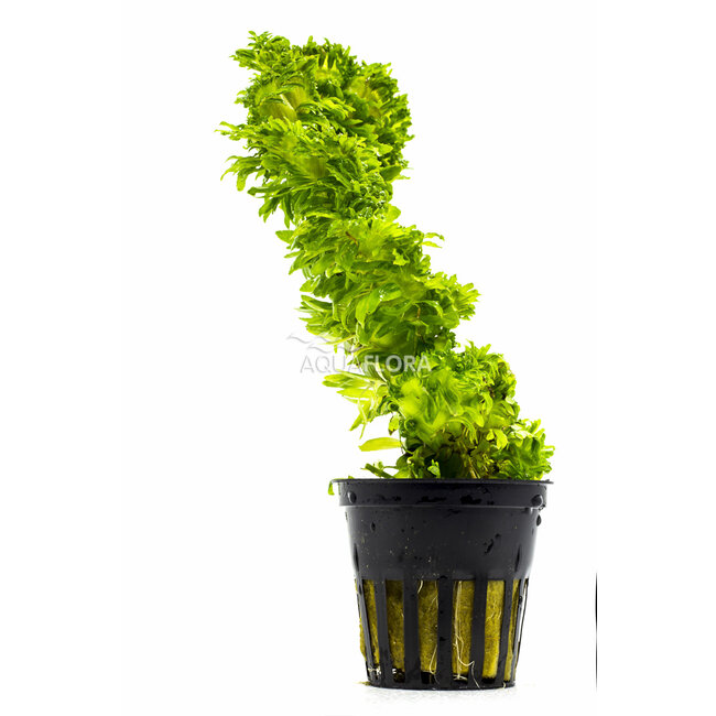 Pogostemon sp. 'Wicked'