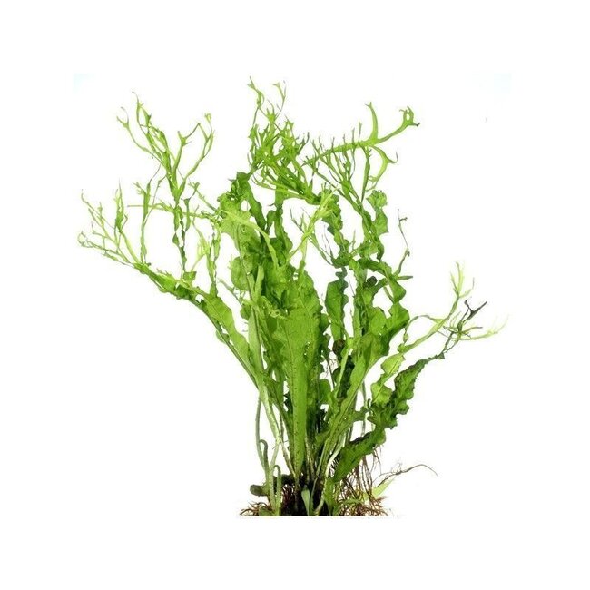 Microsorum Pteropus 'Twisted Leaf'