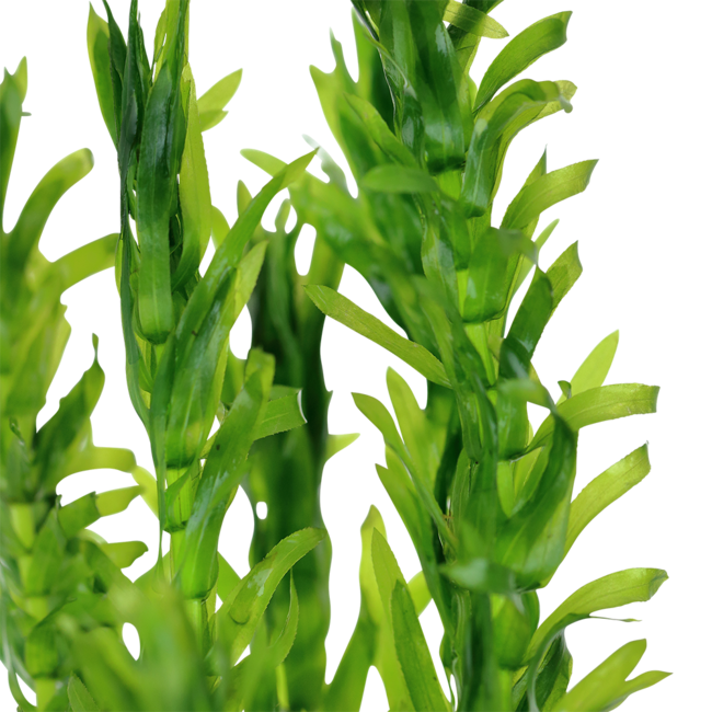 Waterpest - Egeria Densa