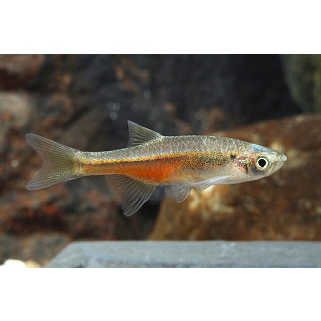 Devario Sondhii - Fireline Devario