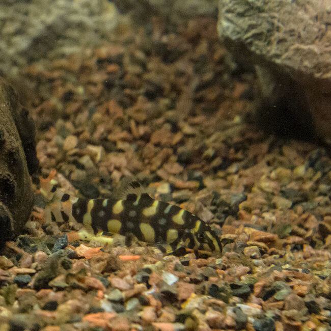 Botia sp. Polkadot - Botia Kubotai