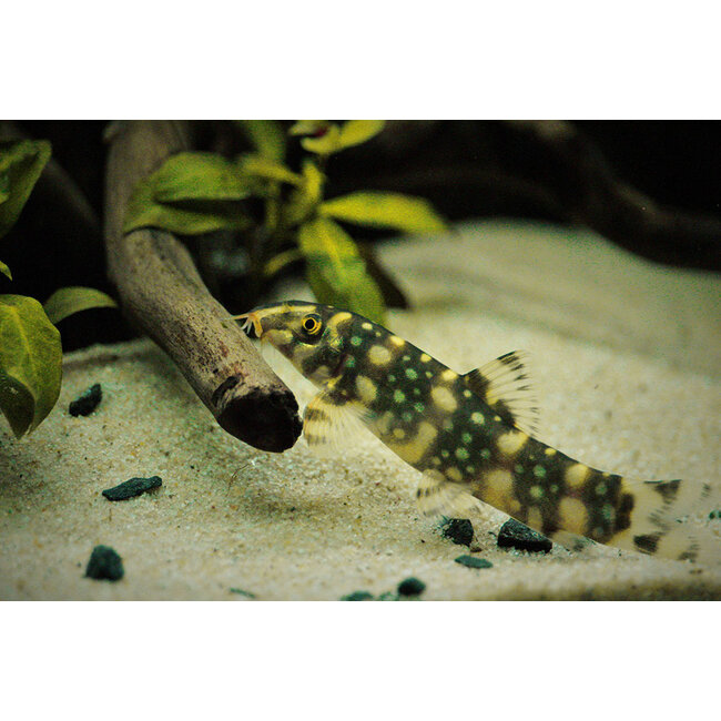 Botia sp. Polkadot - Botia Kubotai