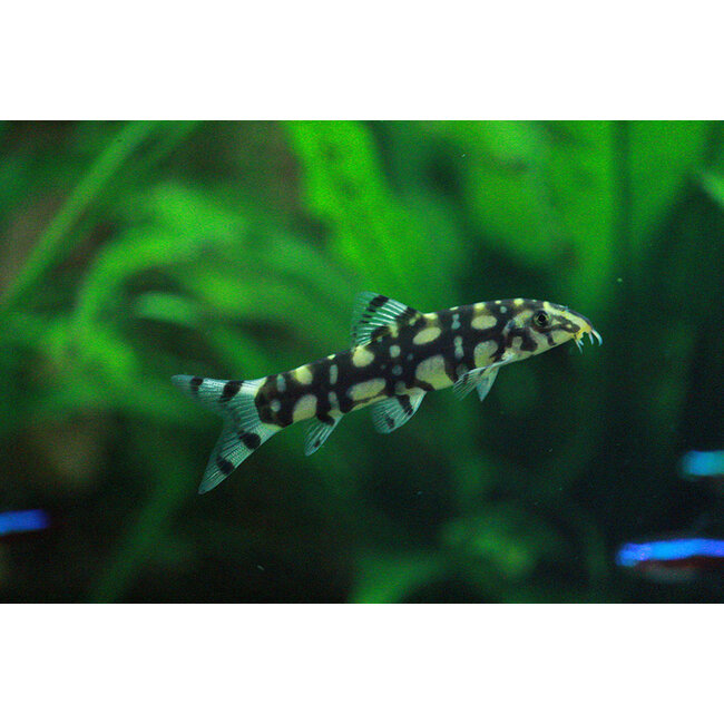 Botia sp. Polkadot - Botia Kubotai