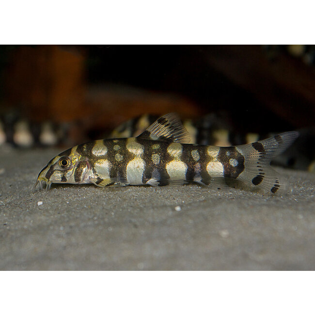 Botia sp. Polkadot - Botia Kubotai