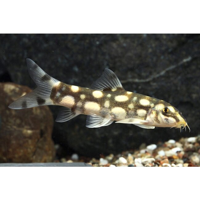 Botia sp. Polkadot - Botia Kubotai